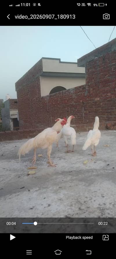 fresh fertile eggs Heera blood line location hafizabad city