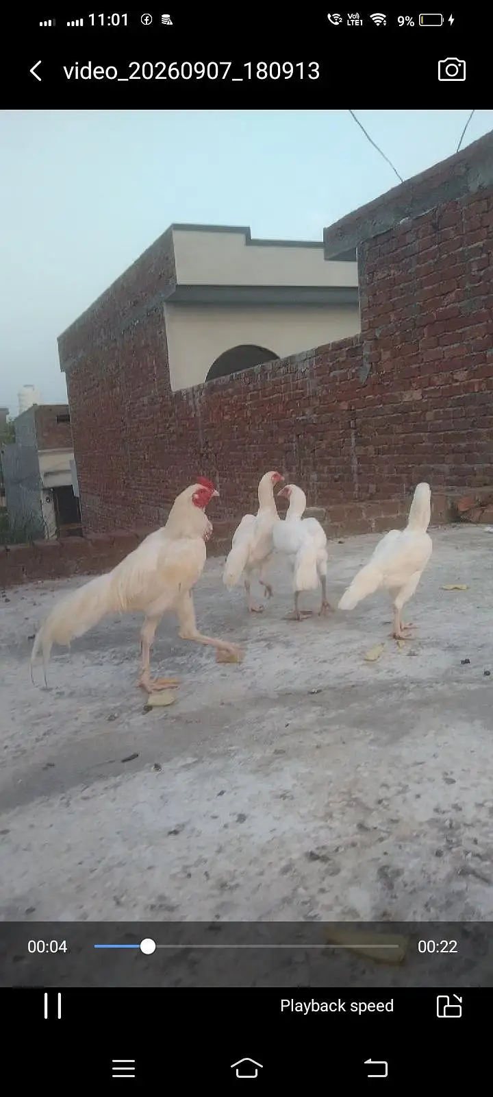 fresh fertile eggs Heera blood line location hafizabad city — photo 2