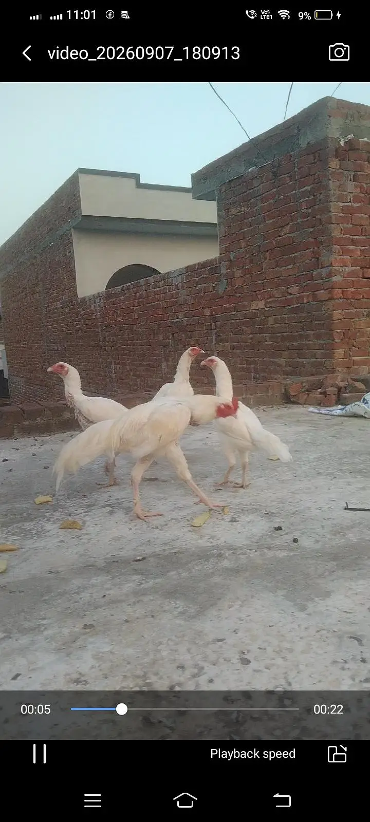fresh fertile eggs Heera blood line location hafizabad city — photo 3