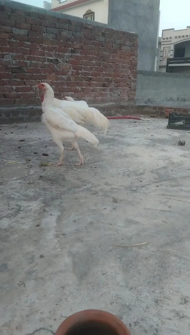 fresh fertile eggs Heera blood line location hafizabad city — photo 6
