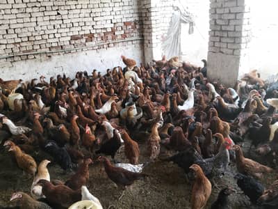 Golden maisi hens available 03014038718