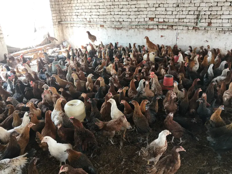 Golden maisi hens available 03014038718 — photo 2