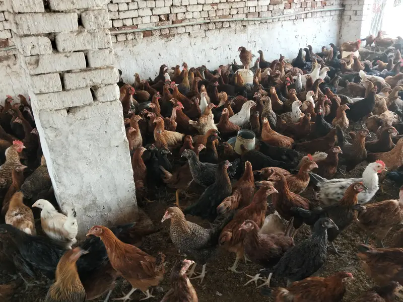 Golden maisi hens available 03014038718 — photo 3