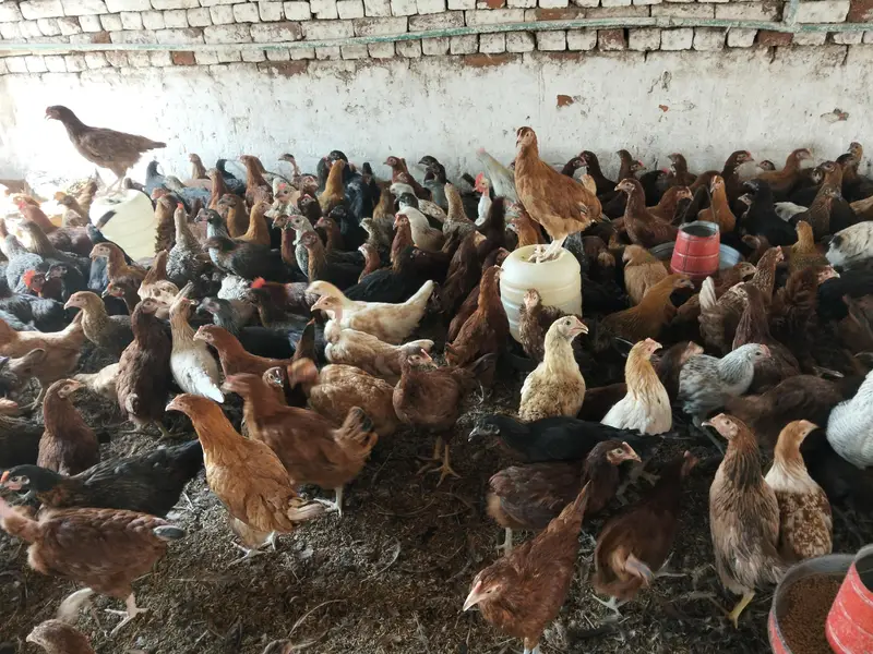Golden maisi hens available 03014038718 — photo 4
