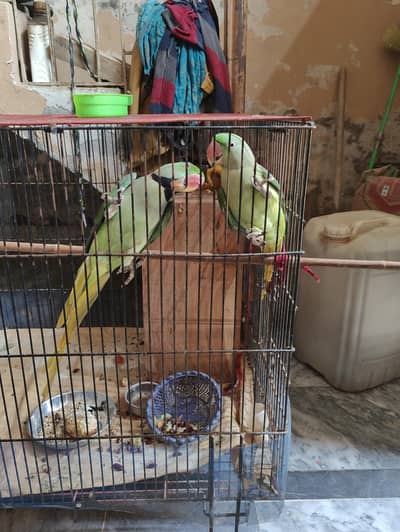 raw parrot pair full size