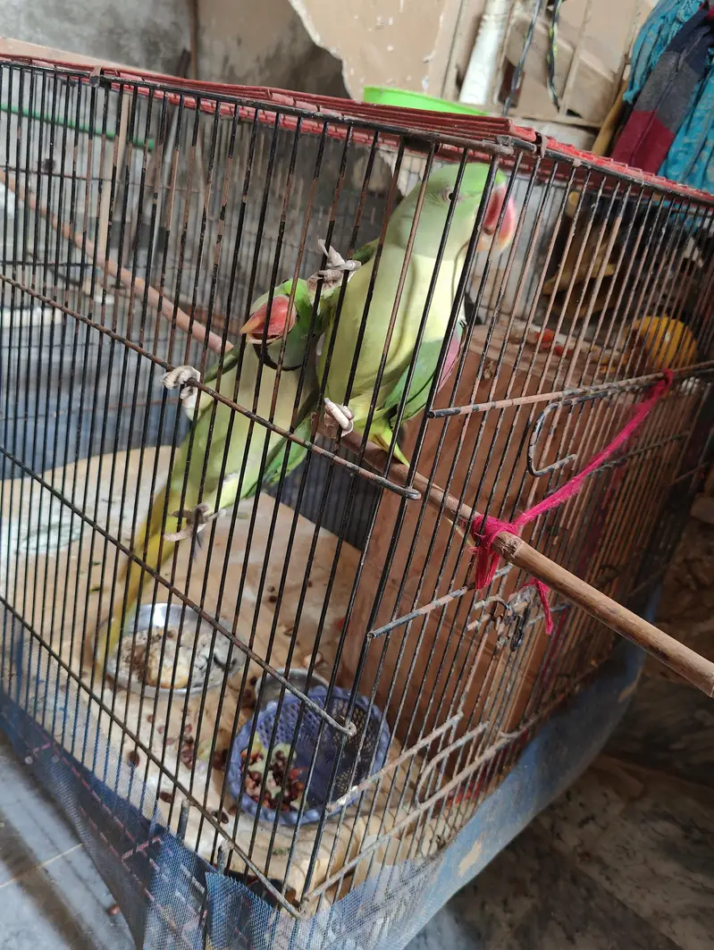 raw parrot pair full size — photo 2