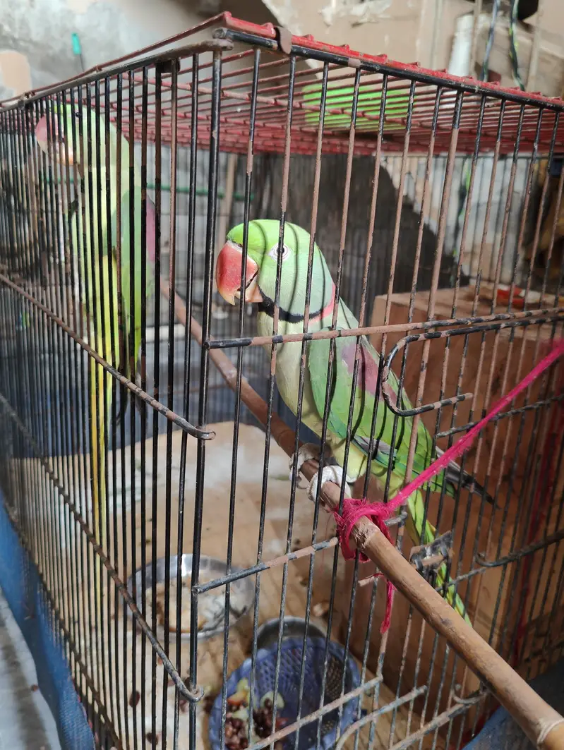 raw parrot pair full size — photo 3