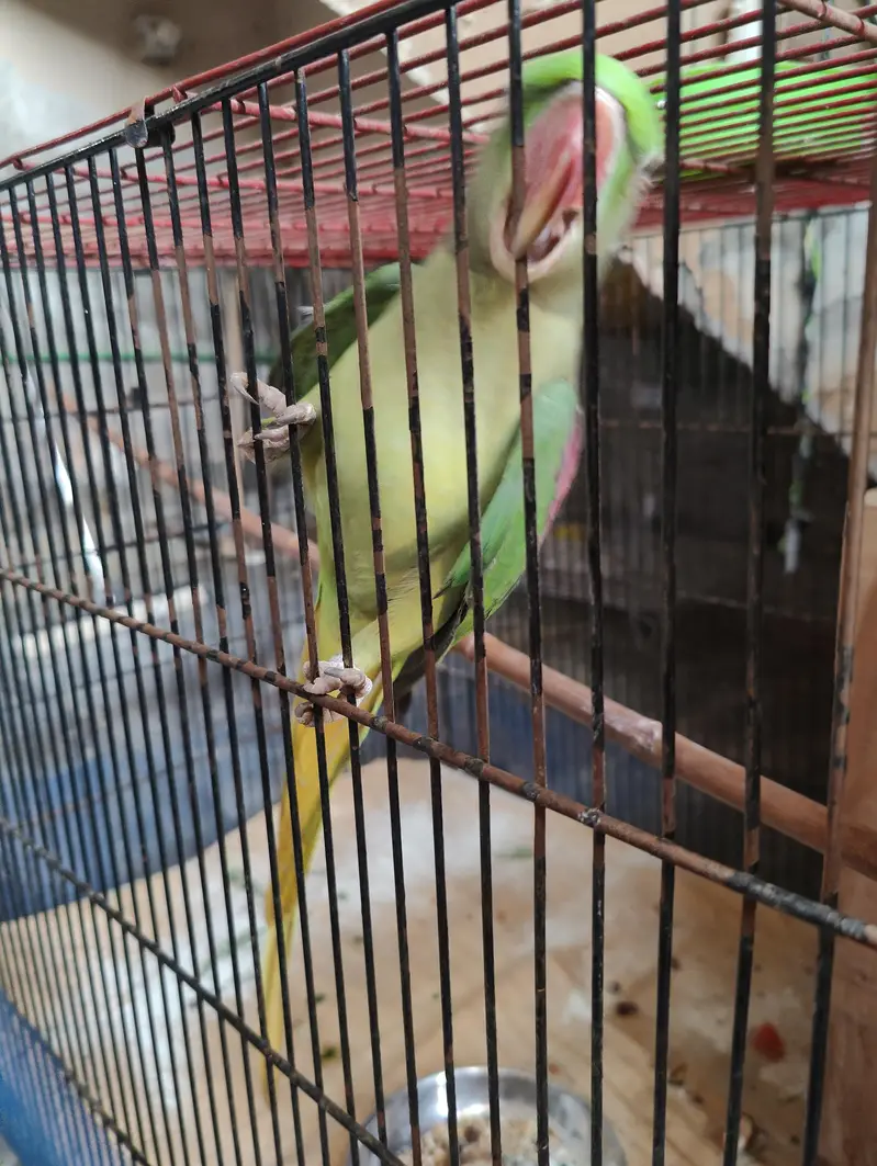 raw parrot pair full size — photo 4