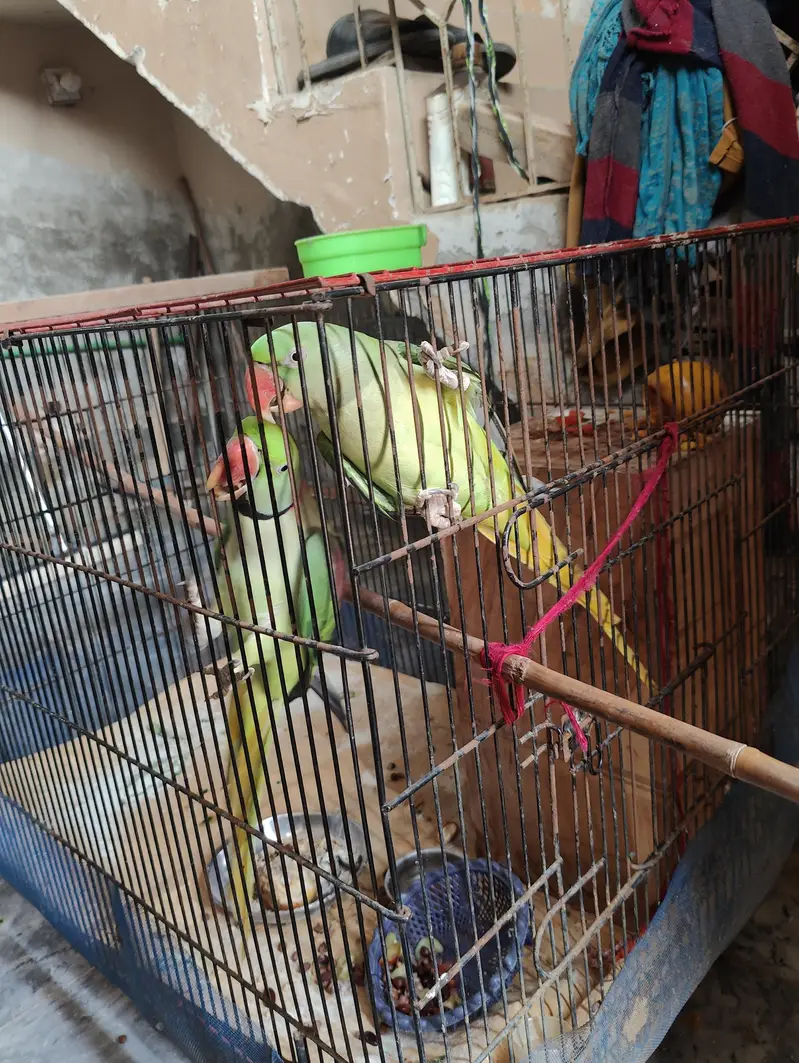 raw parrot pair full size — photo 5