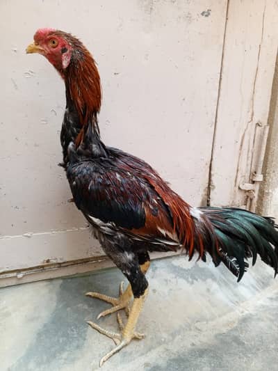 Pure aseel pattha for sell pili nok nalli home breed