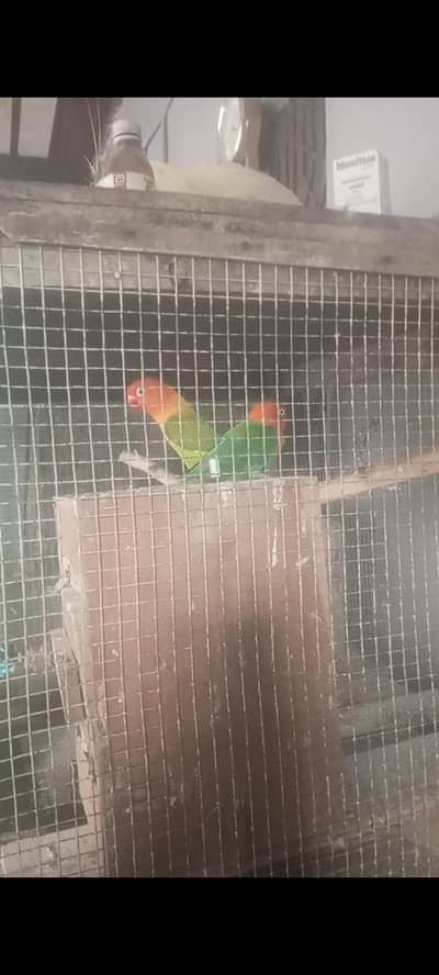 love bird breeder pair