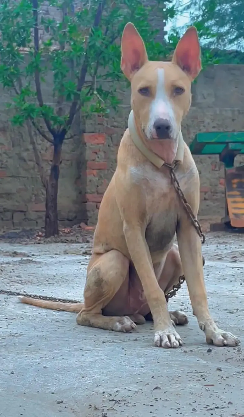 gultair puppy aggressive — photo 2