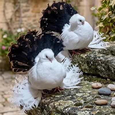 Indian Fantail Pigeon Pair For Sale