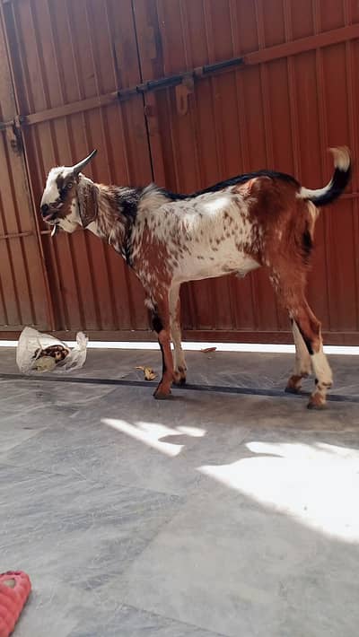 bakra 9 month pure desi bakra home bread