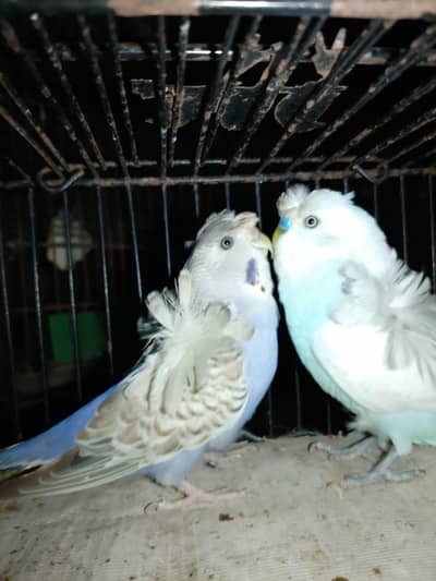 hogoromo buddies bounded pairs