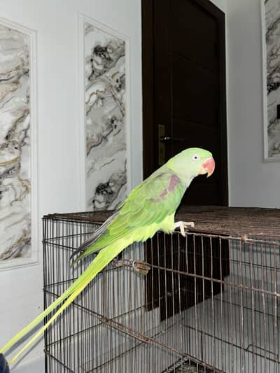 Breeder Pair