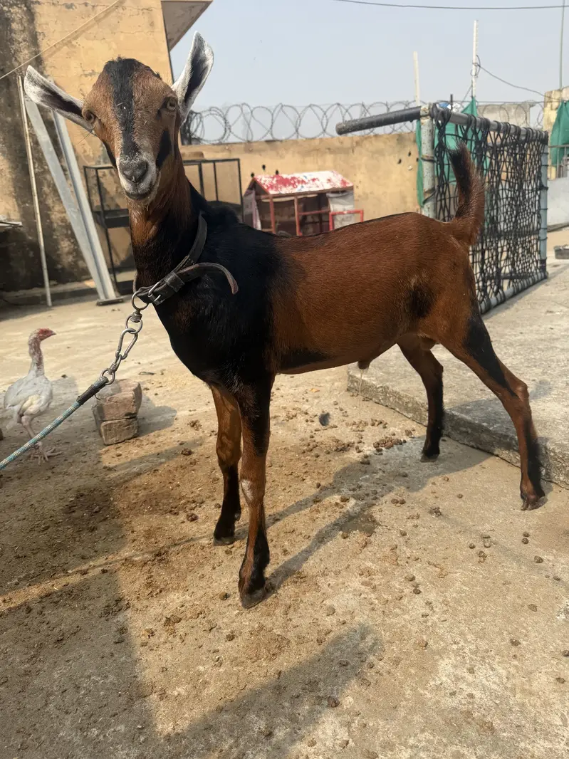 Teddy Barbari Galmori Male Goat | teddy bakra | Pure Quality — photo 2