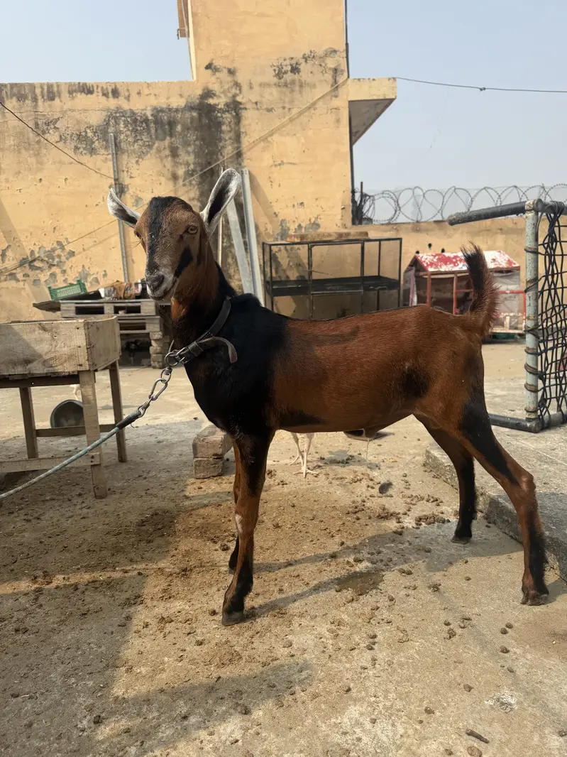 Teddy Barbari Galmori Male Goat | teddy bakra | Pure Quality