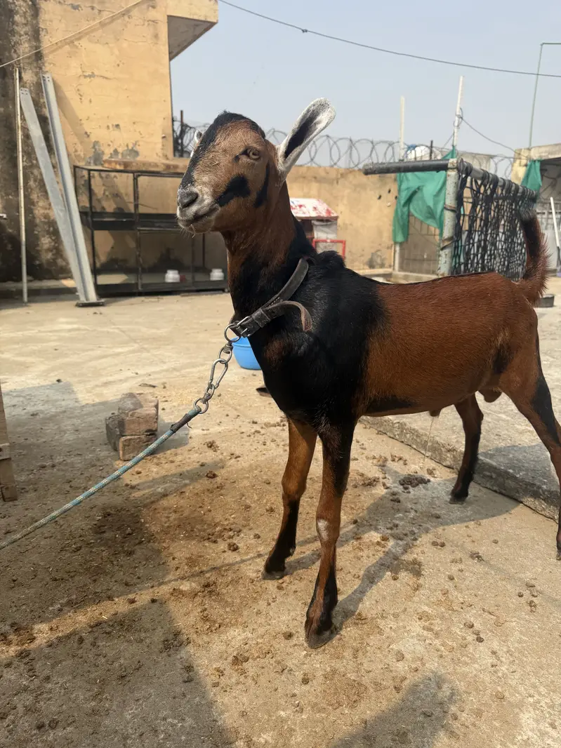 Teddy Barbari Galmori Male Goat | teddy bakra | Pure Quality — photo 3