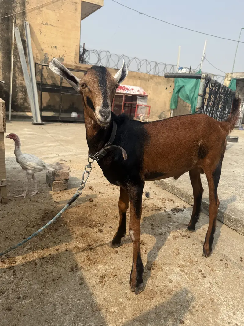 Teddy Barbari Galmori Male Goat | teddy bakra | Pure Quality — photo 4