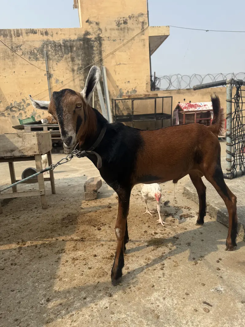 Teddy Barbari Galmori Male Goat | teddy bakra | Pure Quality — photo 5