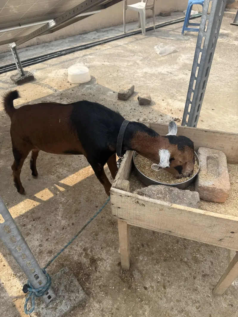 Teddy Barbari Galmori Male Goat | teddy bakra | Pure Quality — photo 6