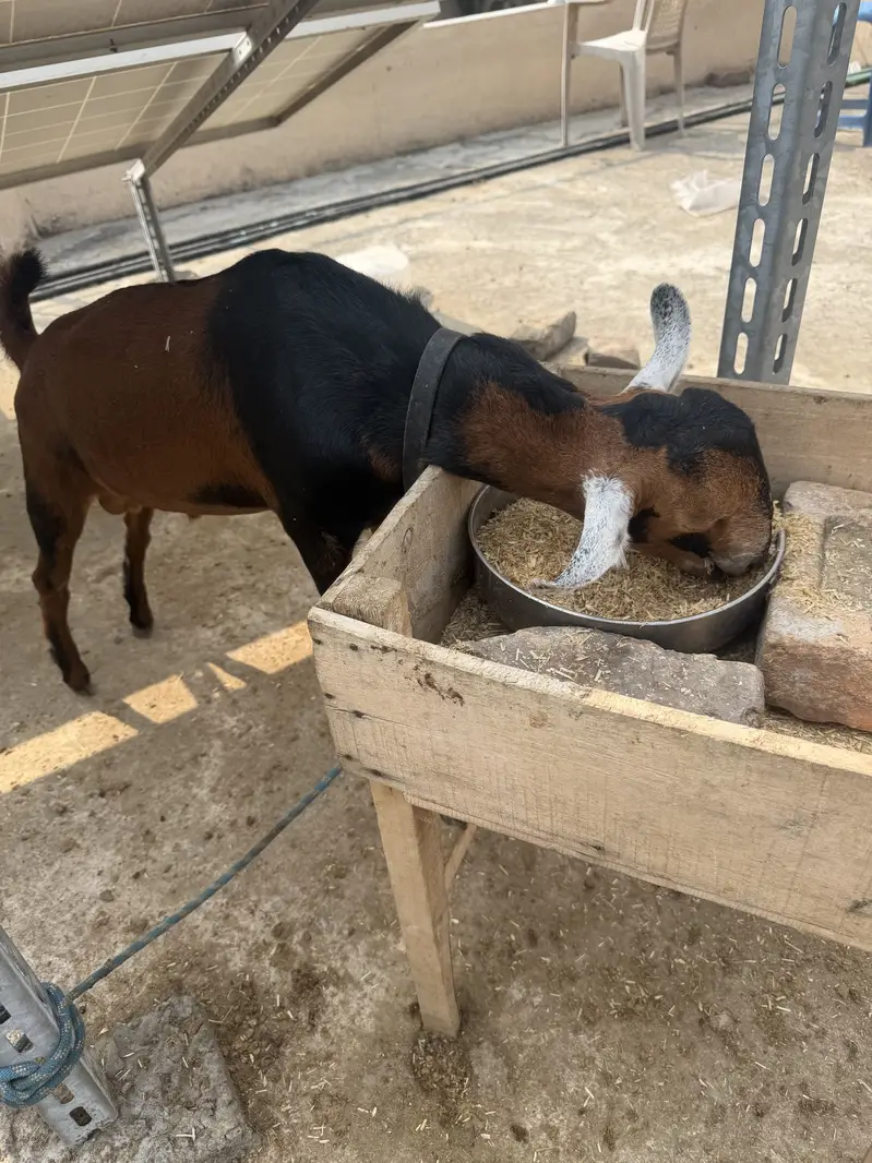 Teddy Barbari Galmori Male Goat | teddy bakra | Pure Quality — photo 7