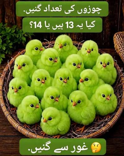 shazia 