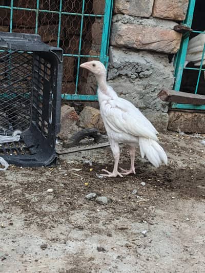 High Quality Aseel Heera chicks Pair