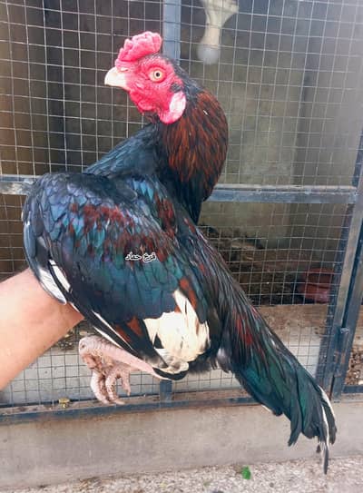 Amroha Aseel Birds