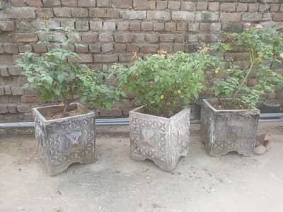 outdoor plants  rooftop