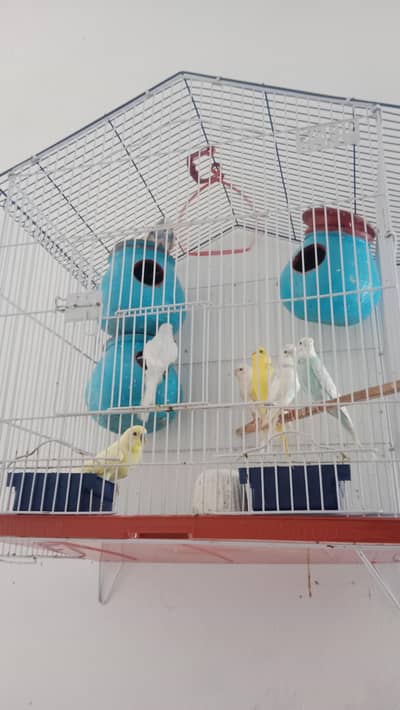 4 pair Aust parot with cage  watspap 03167767313 sim num 03132830949