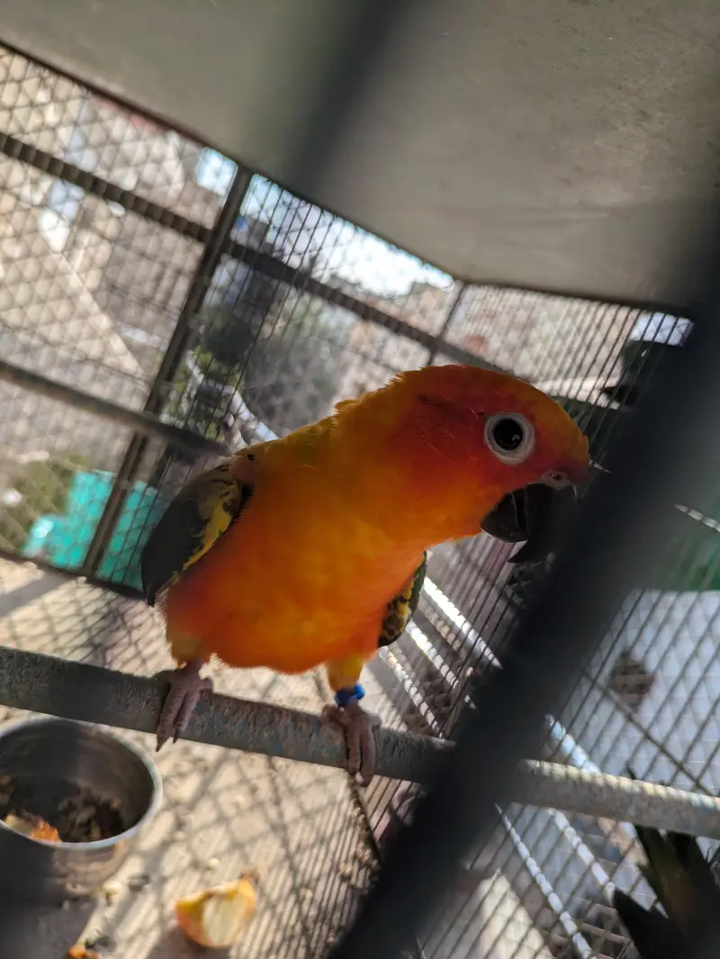 Supreme quantity sun conure pair for sale