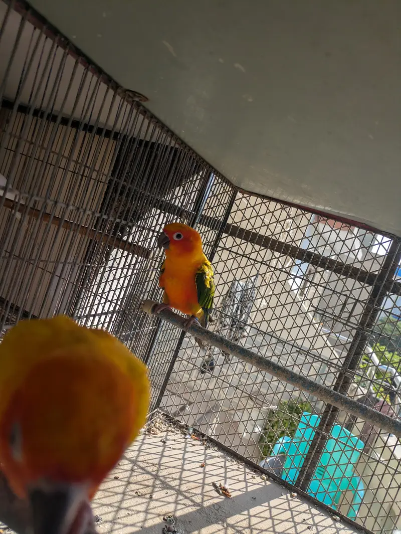 Supreme quantity sun conure pair for sale — photo 2