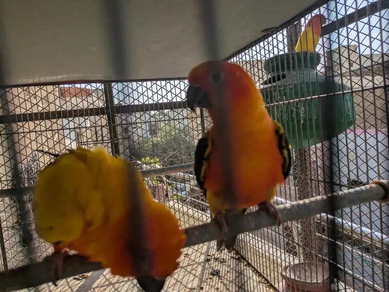 Supreme quantity sun conure pair for sale — photo 3