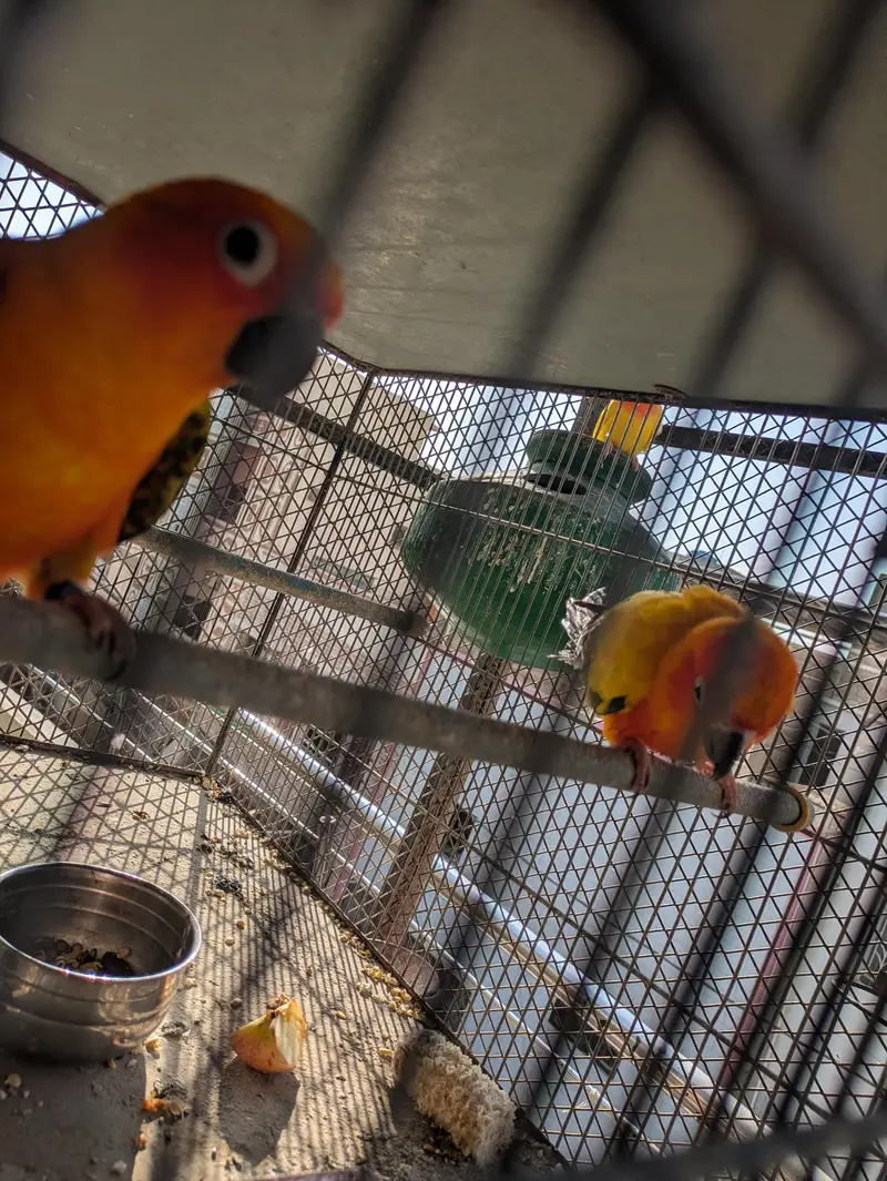 Supreme quantity sun conure pair for sale — photo 4