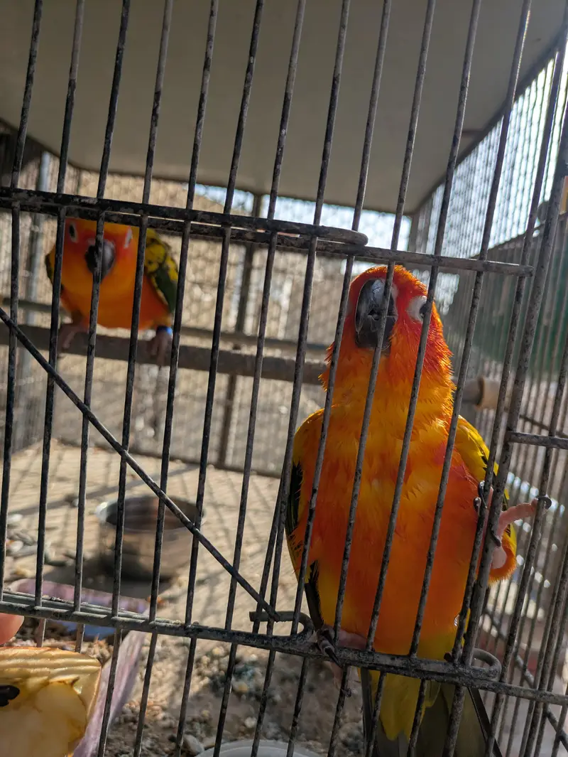 Supreme quantity sun conure pair for sale — photo 5