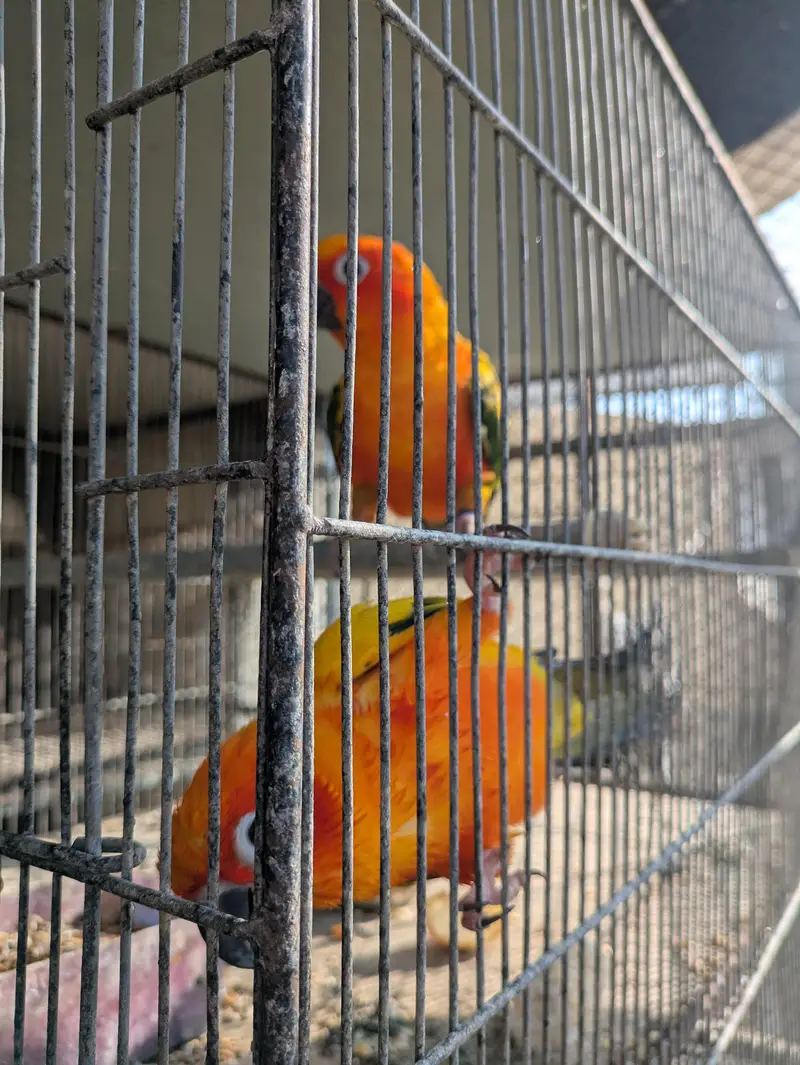 Supreme quantity sun conure pair for sale — photo 6