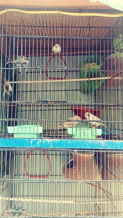 FINCHES