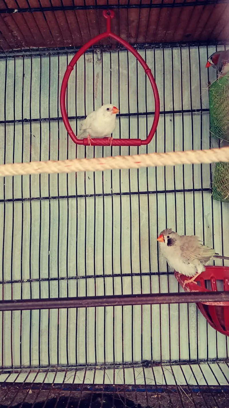 FINCHES — photo 2