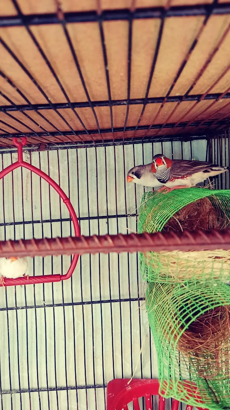 FINCHES — photo 3