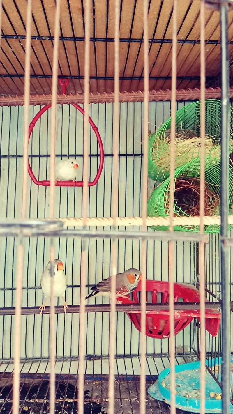 FINCHES — photo 4