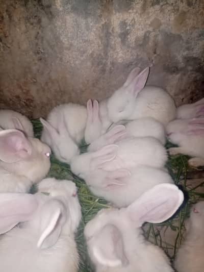 beautiful bunnyes age 2 sy 3 month self and full active