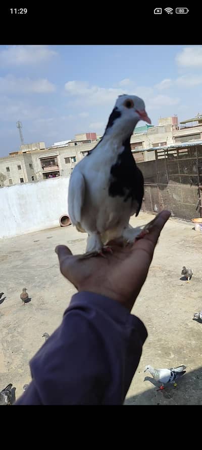 hand tame shirazy male