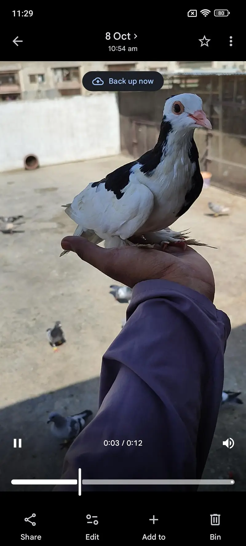 hand tame shirazy male — photo 2