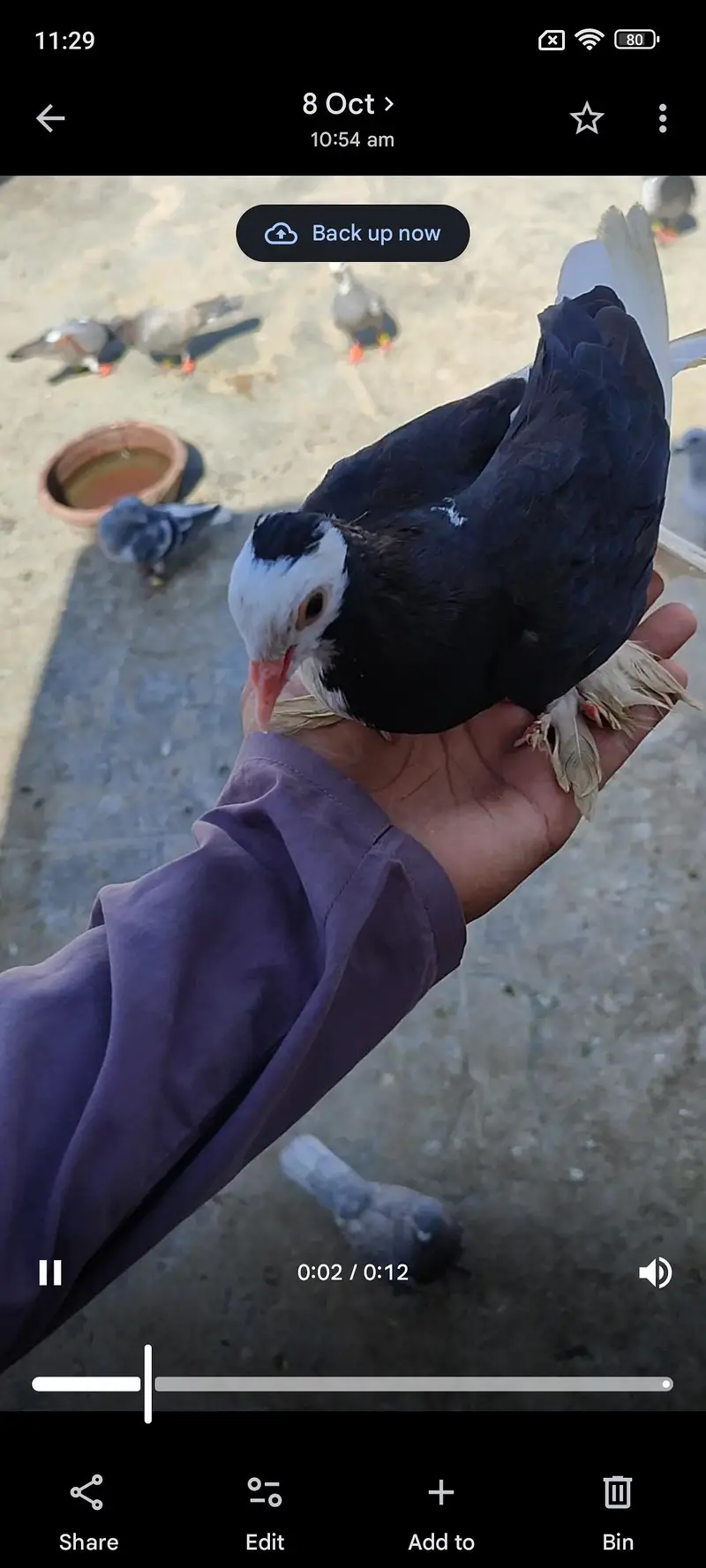 hand tame shirazy male — photo 3