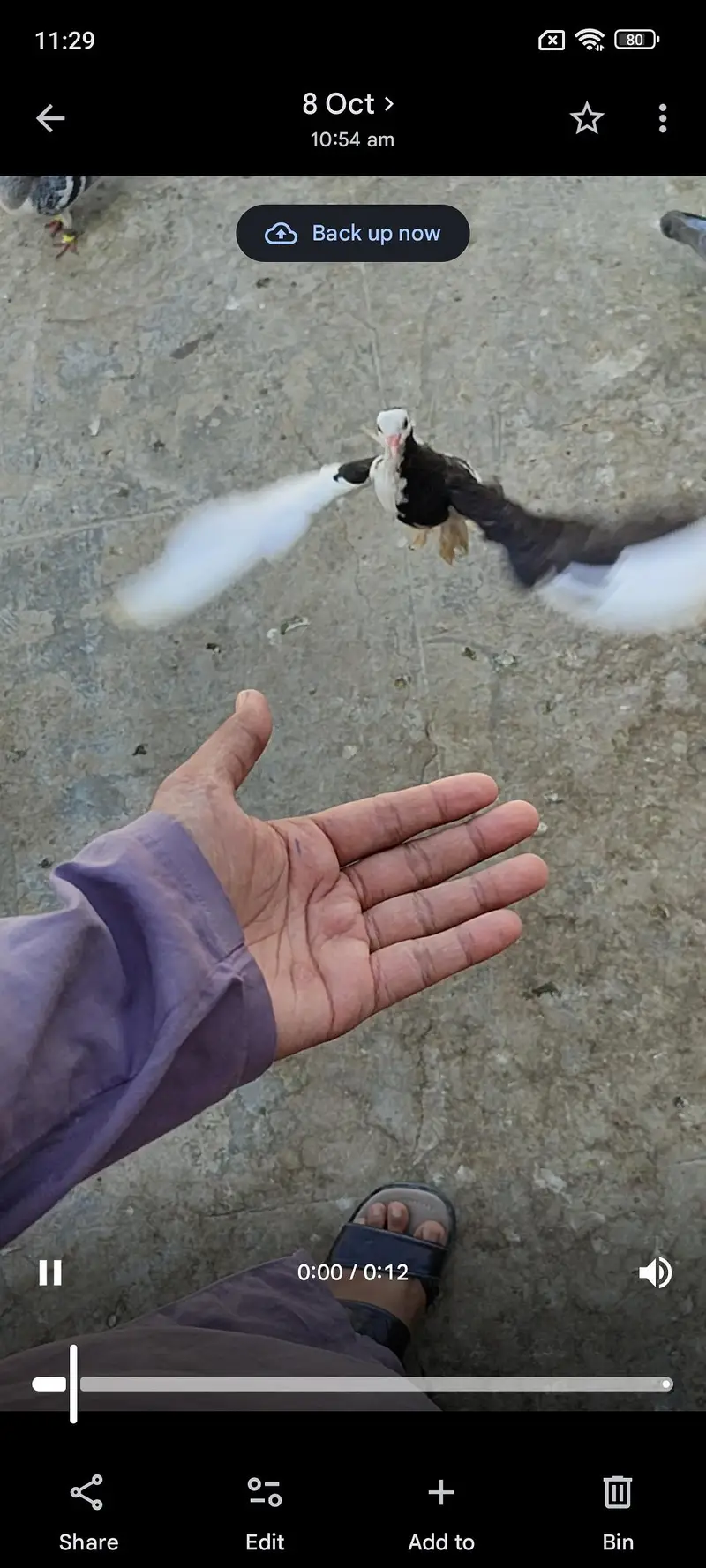 hand tame shirazy male — photo 4