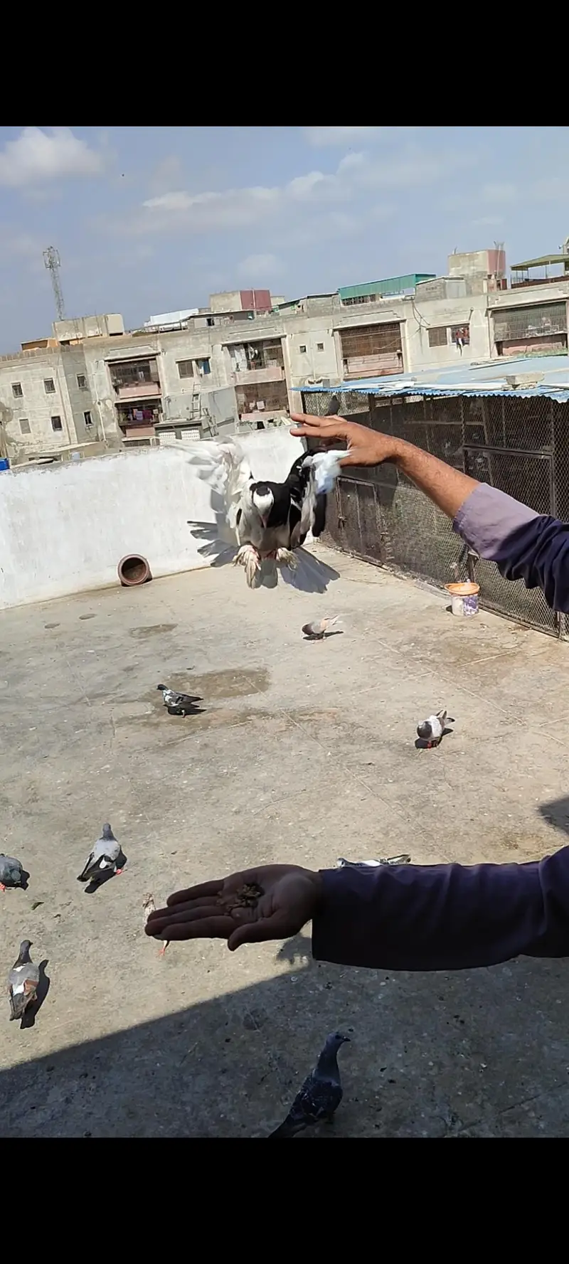 hand tame shirazy male — photo 5