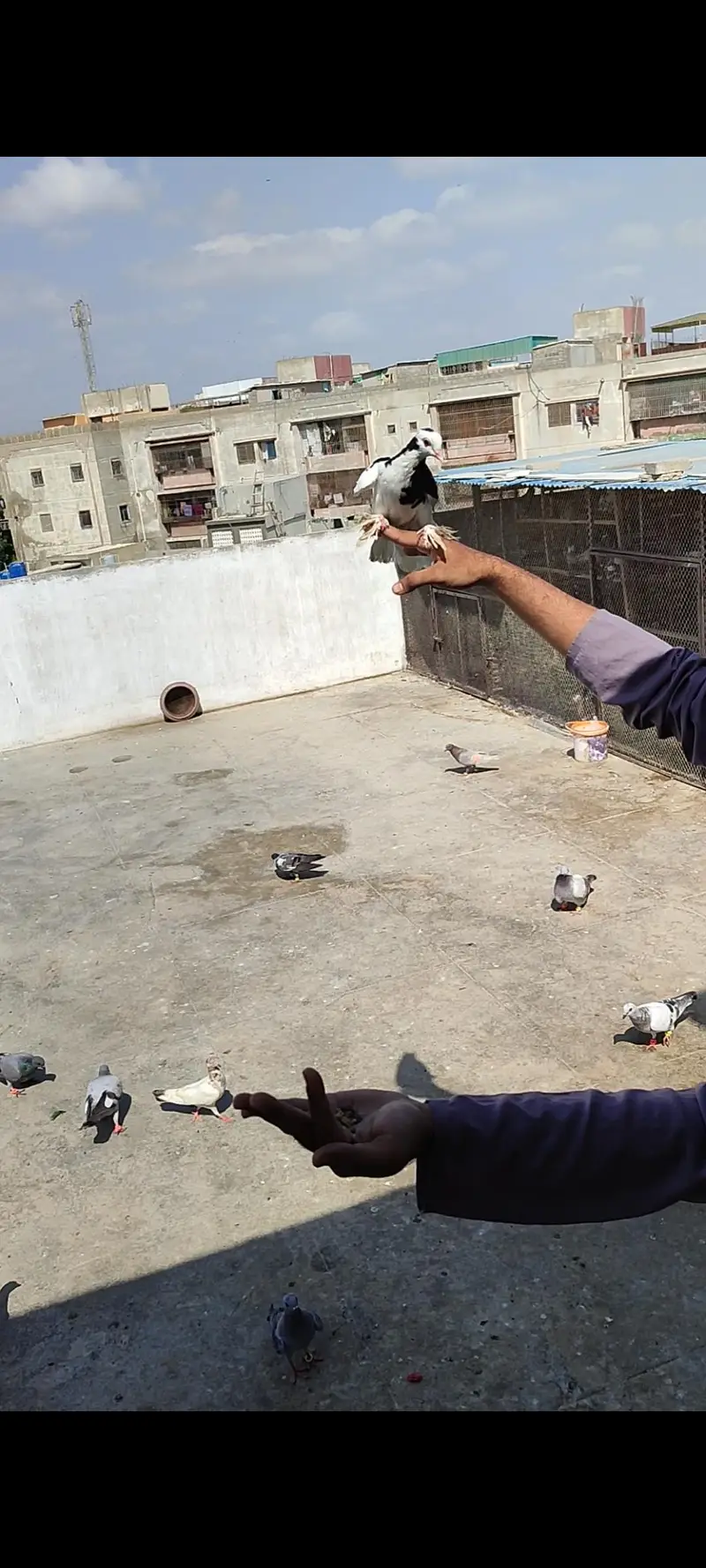 hand tame shirazy male — photo 6