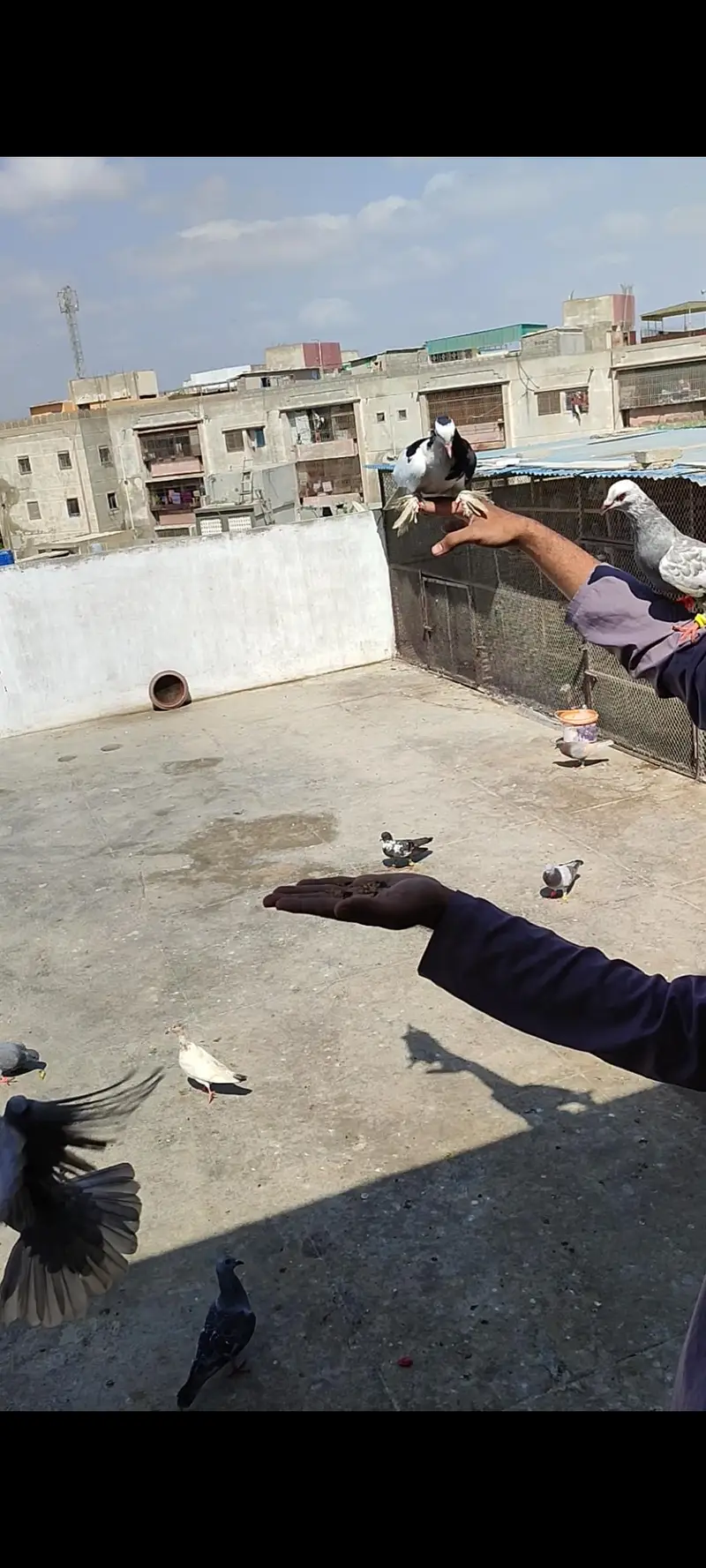 hand tame shirazy male — photo 7
